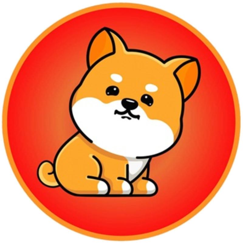 Mini Shiba